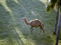 Florida - Tampa - Busch Gardens - Camel